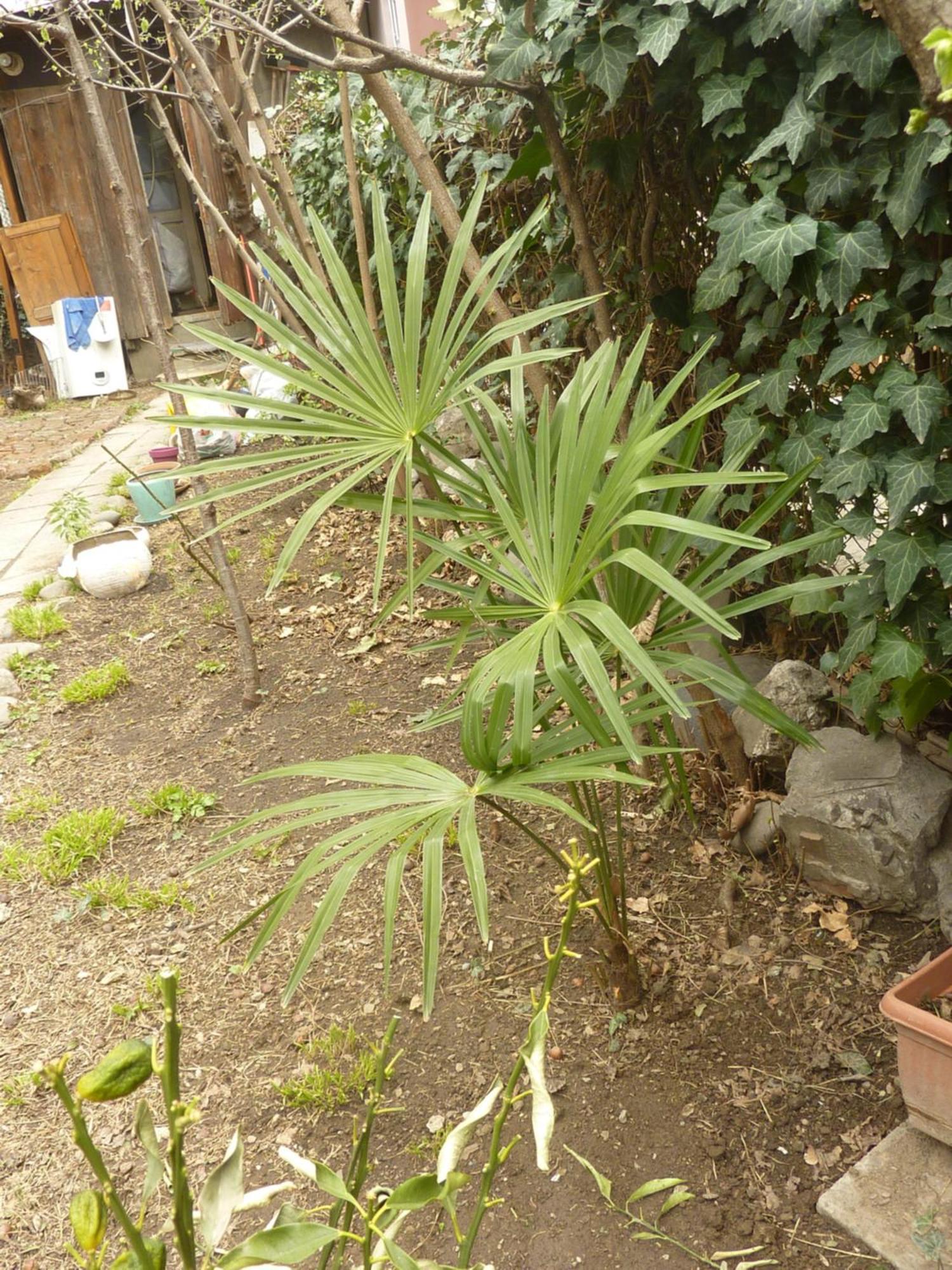 Gardens In Vake, Tbilisi Hotel Eksteriør billede