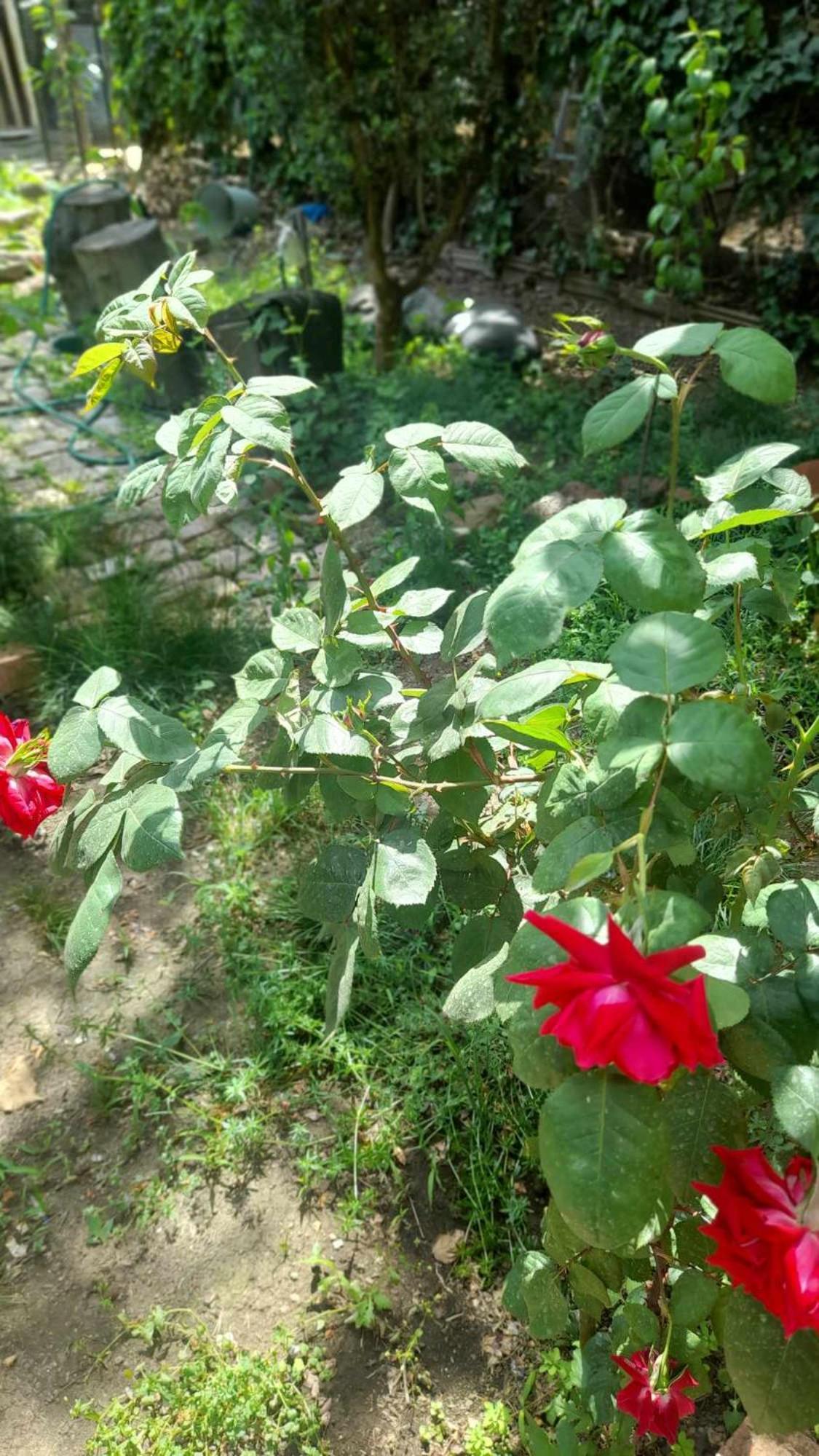 Gardens In Vake, Tbilisi Hotel Eksteriør billede